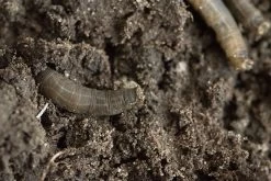 Aaltjes Tegen Emelten ECOstyle -Tuingereedschap Verkoop aaltjes tegen emelten producten 2 1 1