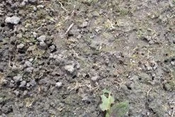 Aaltjes Tegen Emelten ECOstyle -Tuingereedschap Verkoop aaltjes tegen emelten schadebeeld 2 1