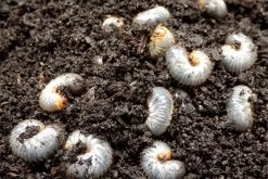 Aaltjes Tegen Engerlingen ECOstyle -Tuingereedschap Verkoop aaltjes tegen engerlingen product 2