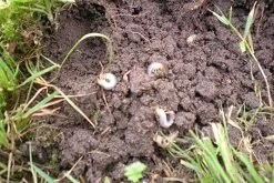 Aaltjes Tegen Engerlingen ECOstyle -Tuingereedschap Verkoop aaltjes tegen engerlingen schadebeeld 1