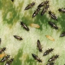 Aaltjes Tegen Larven Trips ECOstyle -Tuingereedschap Verkoop aaltjes tegen larve trips larven zo zien ze eruit 5 1