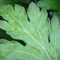 Aaltjes Tegen Larven Trips ECOstyle -Tuingereedschap Verkoop aaltjes tegen larve trips schadebeeld trips 5 1