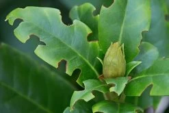 Aaltjes Tegen Larven Taxus- En Snuitkever ECOstyle -Tuingereedschap Verkoop aaltjes tegen taxuskever val schadebeeld hoge temperatuur 2