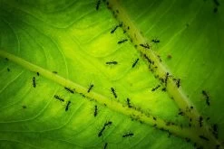 Aaltjes Tegen Mieren ECOstyle -Tuingereedschap Verkoop mieren bestrijden aaltjes tegen mieren