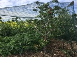 Robusta Tuinnet 8x8m -Tuingereedschap Verkoop robusta afdeknet toepassing 800600 4