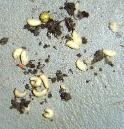 Aaltjes Tegen Larven Taxus- En Snuitkever ECOstyle -Tuingereedschap Verkoop taxuskever larve bestrijden hoge temperatuur 3