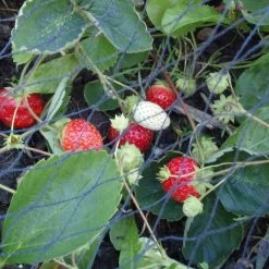 Duata Tuinnet 10x10m