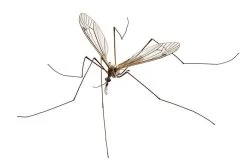 Aaltjes Tegen Emelten ECOstyle -Tuingereedschap Verkoop volwassen emelt aaltjes tegen emelten 2